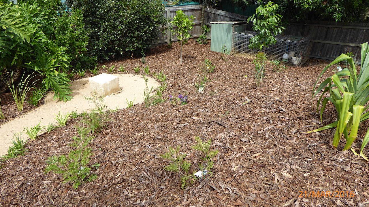 Planting - Manly West - Garden Makeover around new pool
